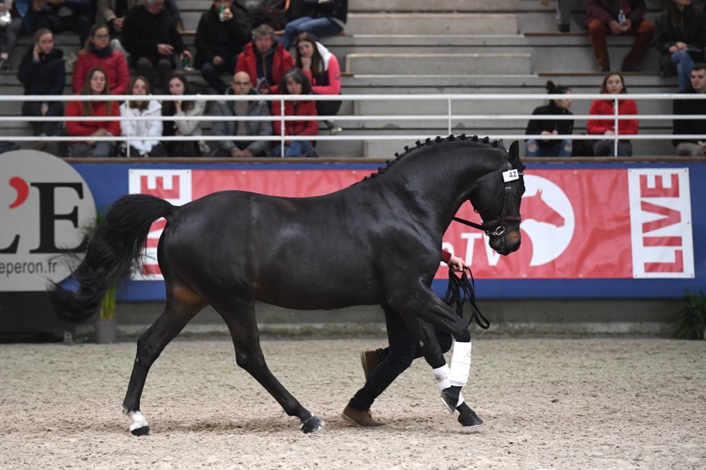 USANDRO TILIA DERLENN