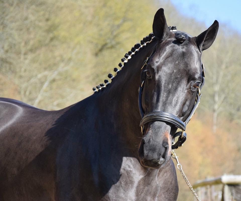 USANDRO TILIA DERLENN