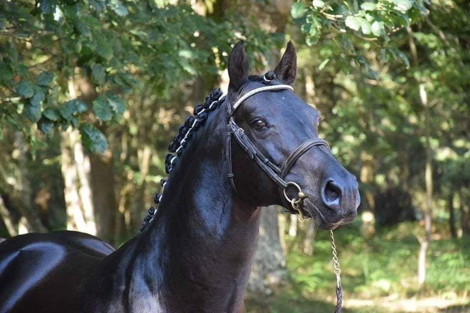 USANDRO TILIA DERLENN