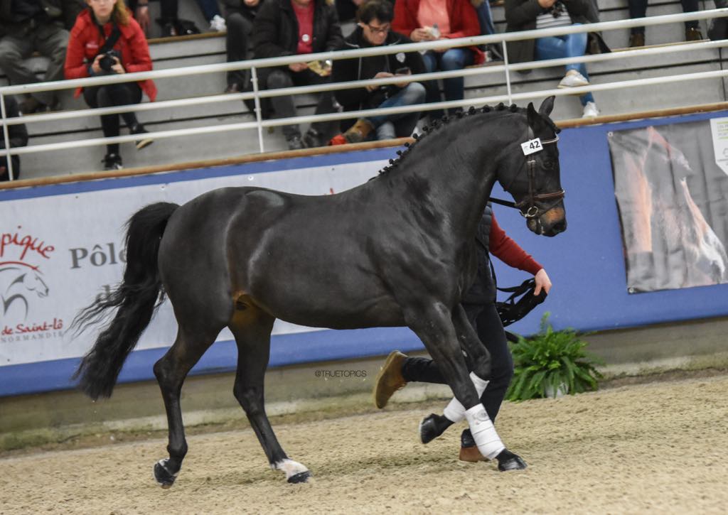 USANDRO TILIA DERLENN