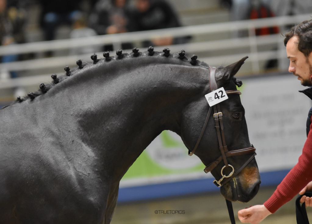 USANDRO TILIA DERLENN